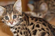 孟加拉豹猫的8个饮食禁忌（宠物养护必知，保护孟加拉豹猫健康成长）