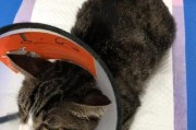 猫咪拔牙（猫咪拔牙时死亡的原因及预防措施）