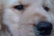 犬瘟抽搐（揭开犬瘟抽搐的面纱，保护你的宠物健康）