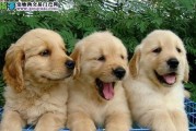 揭秘金毛犬6大营养及其作用（宠物之选，健康成长的必备）