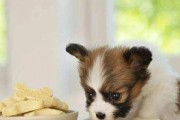 如何看待幼犬生长速度？（以宠物为主，探讨幼犬生长速度的发展规律）