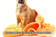 新手助产记：母狗生娃全攻略