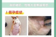 怀孕狗狗缺钙的症状及预防方法（了解怀孕狗狗缺钙的常见症状及如何有效预防）