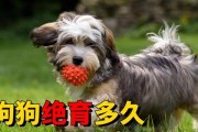 女狗狗绝育后恢复需要多长时间？（了解绝育手术对女狗狗的影响及其恢复时间）