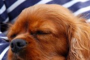 狗狗两天不睡觉，怎么办？（如何关爱宠物、避免失眠，保证狗狗的健康）