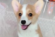 如何做好柯基犬的日常体检（以宠物为主，全面了解柯基犬的身体状况）