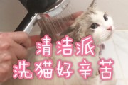 如何为你的布偶猫洗澡（步骤详解，让你的猫咪更健康）