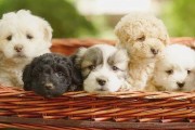 贵宾犬洗澡的六大注意事项（宠物美容从这里开始，让你的贵宾犬更健康、更美丽）