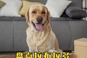拉布拉多（无私、可靠、温柔——拉布拉多狗的十五种帮助人类的方式）
