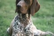准备充分，饲养可蒙犬更轻松（宠物之选，萌犬易养，）