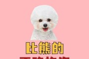 如何正确抚摸狗狗？（高超的抚摸技巧让它爱上你）