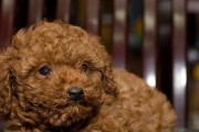 如何做到贵宾犬的健康快乐生活（如何做到贵宾犬的健康快乐生活）