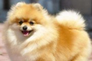 如何正确养护博美犬的牙齿（从日常口腔卫生到饮食注意事项，全面保护宠物的口腔健康）