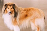 苏格兰牧羊犬（纯种苏格兰牧羊犬的四大优点）