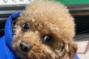 市场价格在2000-4000元左右的标准贵宾犬（了解标准贵宾犬的价格范围和市场情况）
