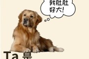 如何判断宠物狗是否生病（掌握15个关键点，让你的爱犬健康无忧）