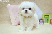 以马尔济斯犬补充营养的全面指南（维持营养平衡，让你的爱犬更健康）