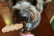 如何让任性的宠物狗服药？（喂药的技巧及注意事项）