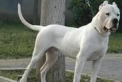 以杜高犬耳朵的外貌特点为主题的美观性探析（以杜高犬裁什么样的耳朵更好看？-美学视角下的选择与研究）
