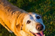 老年犬美容护理必不可少（让老年犬活得更精彩）