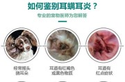 宠物中耳炎应对指南（以狗狗得了中耳炎为例，如何预防和治疗）