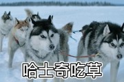 为什么哈士奇不吃东西？（探究哈士奇对食物的偏好和可能的原因）