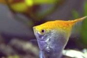 燕鱼与金鱼的混养之道（打造和谐水族家园，共享美妙水中生活）