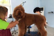 如何选择合适的玩具贵宾犬（宠物迷必看！贵宾犬的颜色、性格、营养和训练详解）