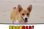 狗狗不喝水能存活多久？（了解狗狗脱水的原因与预防措施）