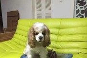 骑士查理王小猎犬的饲养方法（如何照顾你的骑士查理王小猎犬）