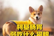 如何选择经济实惠的柯基狗粮（为你的柯基提供经济又营养的饮食选择）