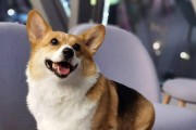 养柯基犬须知（打造最适合柯基犬的宠物生活）