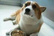 狗狗可以长期吃同一种狗粮吗？（探讨狗狗饮食习惯及营养需求）