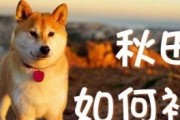 用爱心为桥梁，和宠物秋田更亲近（建立信任，培养感情，让你的秋田成为你最忠实的伙伴）