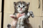 世界上最小的猫是哪种？（盘点5种体型最小的猫，让你惊叹不已！）