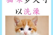 猫咪生产前的表现及合适的生育年龄（了解猫咪的生产前行为与生育年龄，守护母猫的健康）