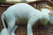 秋冬季节猫咪美容全攻略（注意事项、注意事项、注意事项！）