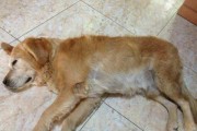 揭秘狗狗生产前的预兆（了解宠物狗狗生产前的信号，为它们提供最好的照顾）