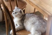 如何让你的猫咪爱上你的撸猫技巧？（掌握撸猫技巧，建立与猫咪的信任关系）