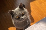 猫咪掉胡子了怎么办？教你解决宠物掉胡子问题（注意这些细节，让宠物不再掉胡子）
