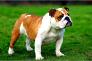 斗牛犬好养吗？斗牛犬的日常饲养，注意几个方面就行了