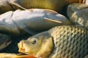 换水后锦鲤为何不进食？（锦鲤换水后的食欲缺失原因及应对措施）