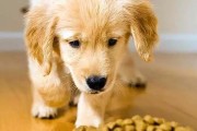 老年犬的喂养要注意（宠物爱心，健康共享）