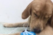 狗狗肠梗阻的应对措施（了解常见的宠物狗吞食物品及预防措施）