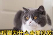 猫的抓痕之谜（猫科动物行为解析，解读猫咪抓痕的原因与意义）