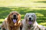 金毛犬冠状病毒病的预防与治疗（宠物金毛犬健康必知，远离病毒困扰）