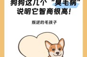 探寻六种常见宠物犬的最新价格标准（了解市场行情与你家狗狗的价值）
