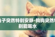 狗狗需要多少水分？（了解狗狗每天的水分需求和补充方法）