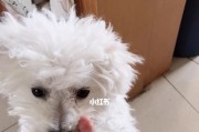 为什么狗狗的毛发会褪色？（探究狗狗毛发褪色的原因和预防方法）