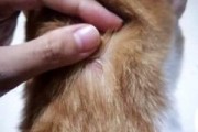 揭秘猫咪感染寄生虫的主要原因（宠物猫的生活环境和行为习惯是导致寄生虫感染的主要因素）